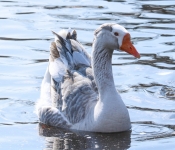 2019 03 17 Veterns MemorialPark 005